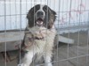 STORIE VERE SUI CANI DA GUARDIA (Video 8)
